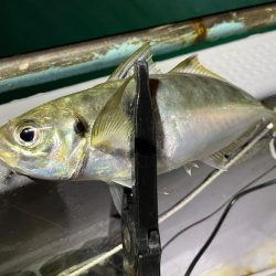 11月のボートアジング