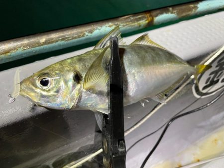 11月のボートアジング