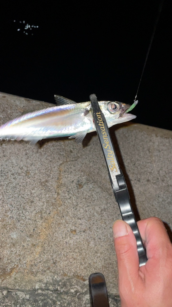 アジングナイト