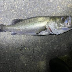 久々のシーバス