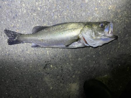 久々のシーバス