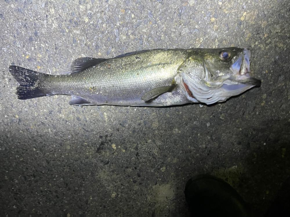 久々のシーバス