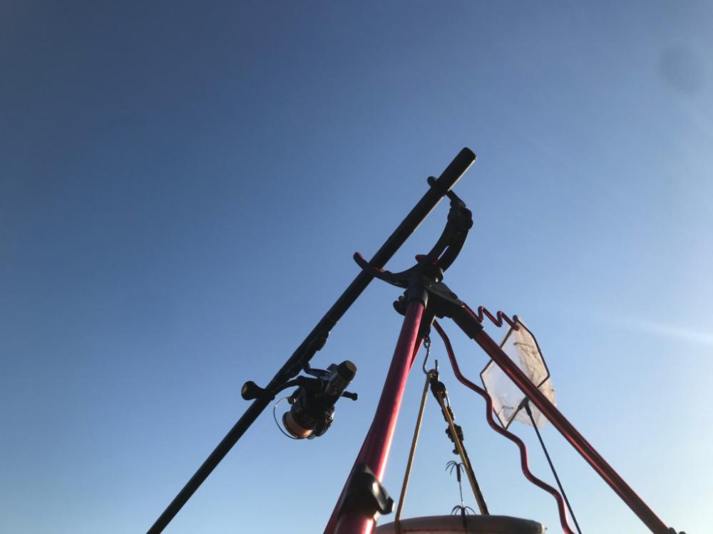 激渋の小アオリイカ　それでも。楽。