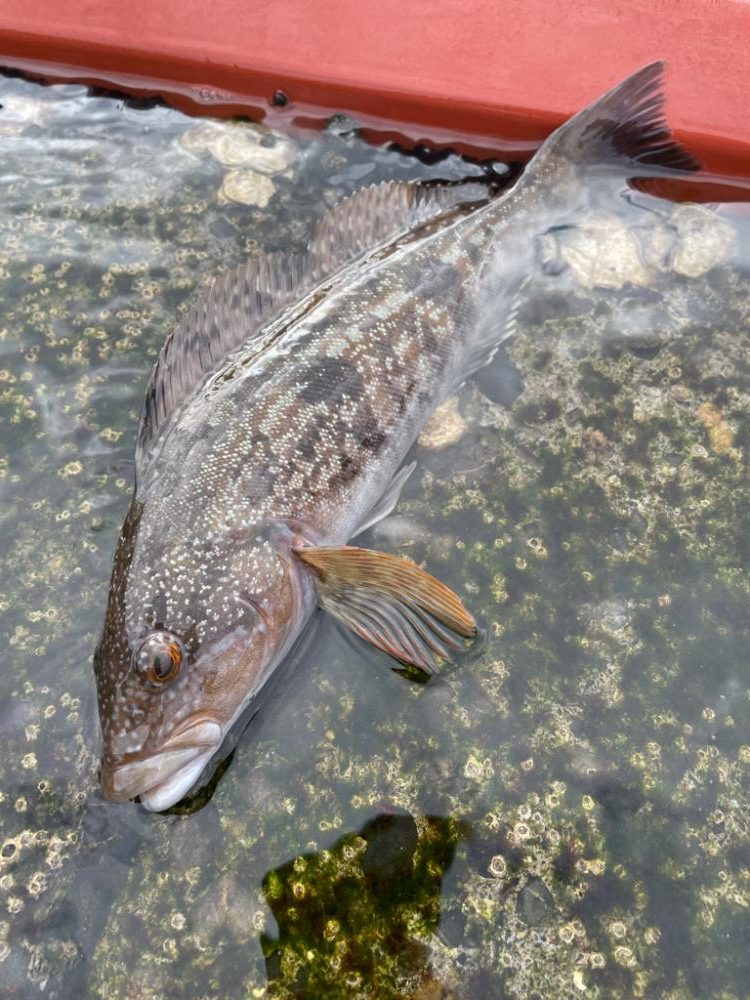 ロック&エギング