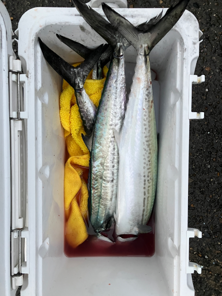 サゴシがシラスパーティしてました