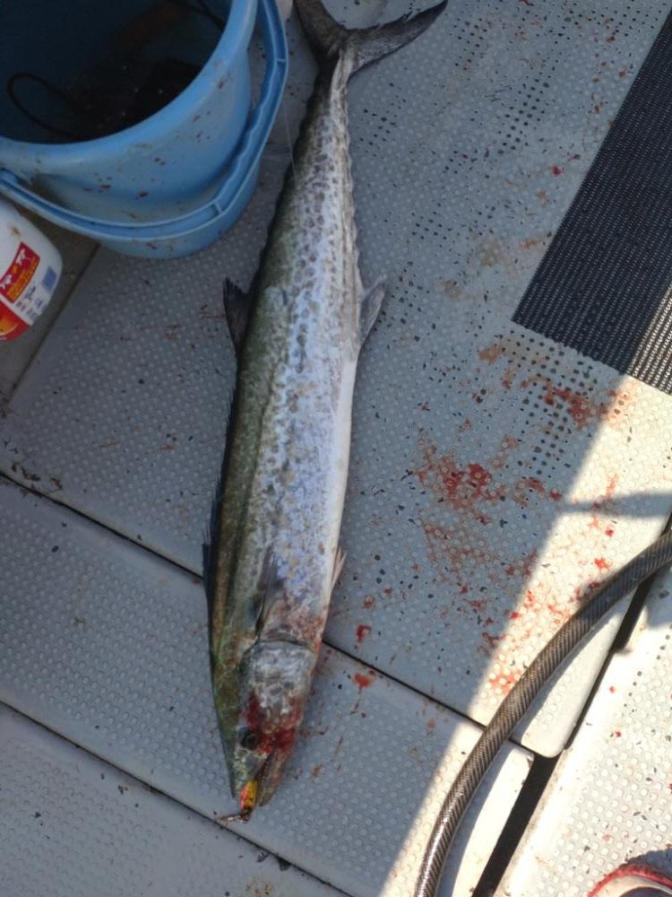 11月のライトジギング(1/2)