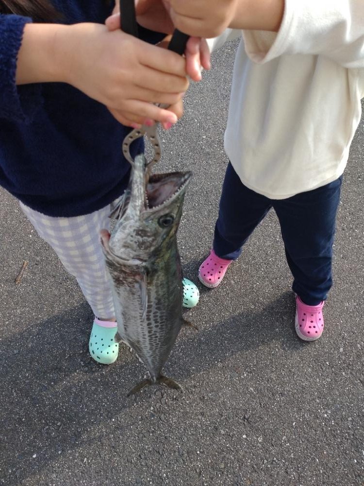 ショアジギングでサワラ！