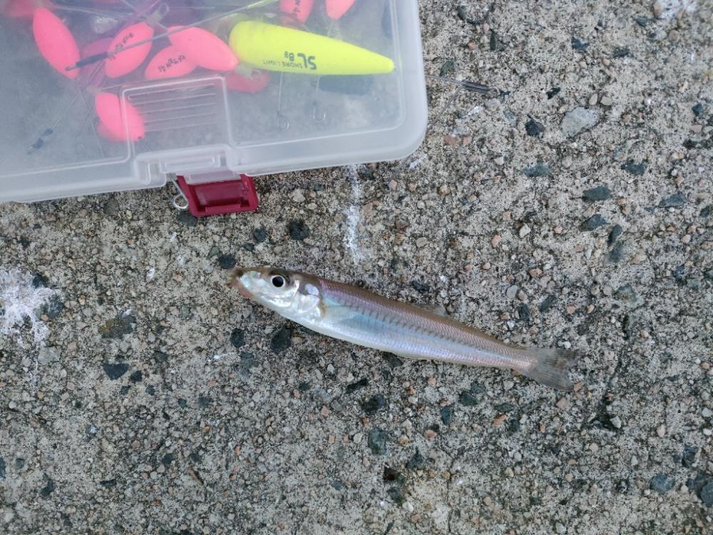 今年最後?の遠征