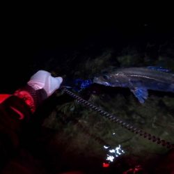 【リバーシーバス】清流川鱸終盤