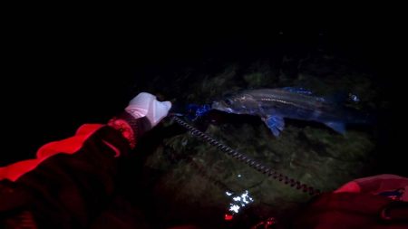 【リバーシーバス】清流川鱸終盤