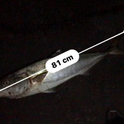 ブリが釣れるポイント