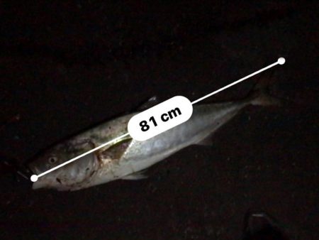 ブリが釣れるポイント