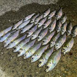 無限豆アジング時々F2タチウオ