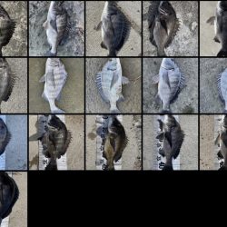 イチノ兄弟（兄）釣果！