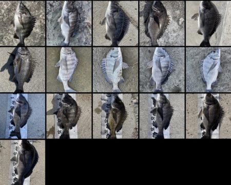 イチノ兄弟（兄）釣果！