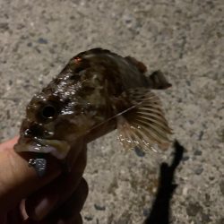 仕事終わりの癒しのガシリング