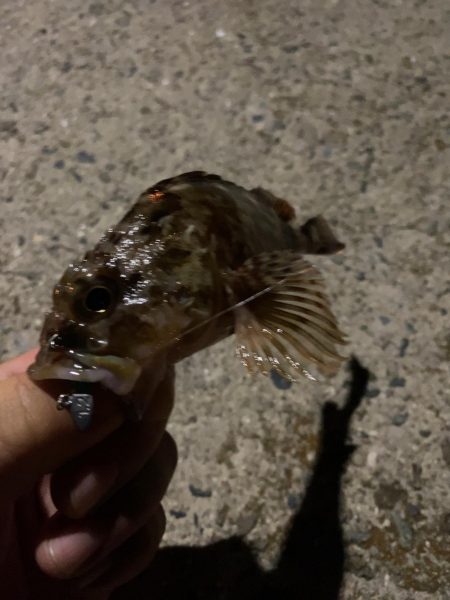 仕事終わりの癒しのガシリング