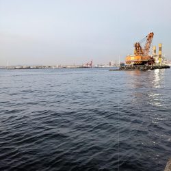 コスモでカワハギ調査