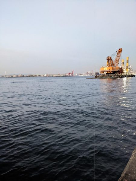 コスモでカワハギ調査