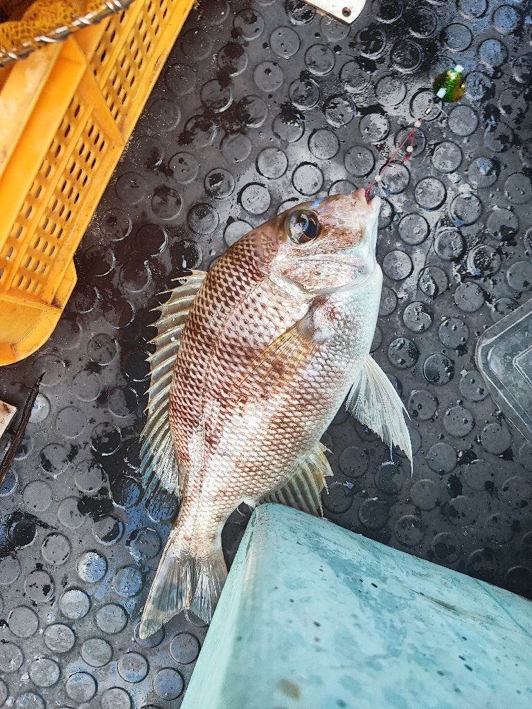 南伊豆でロックフィッシュジギング