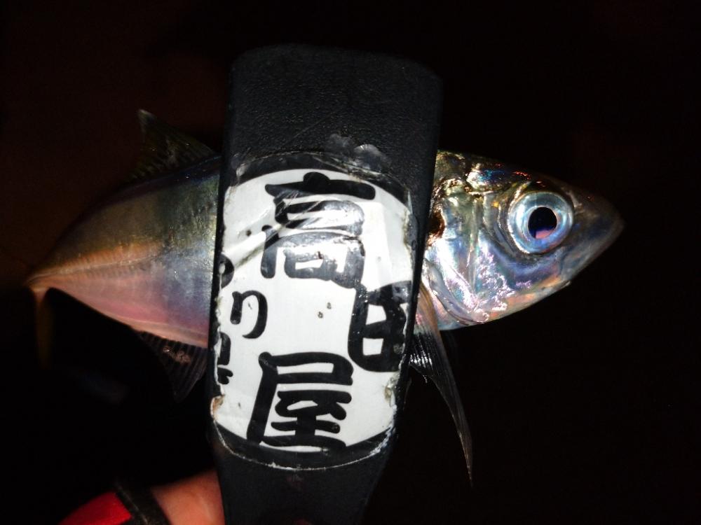 今夜もアジング