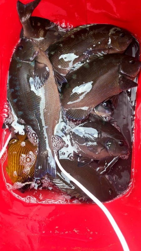 和歌山市江（吉丸渡船）で磯フカセ