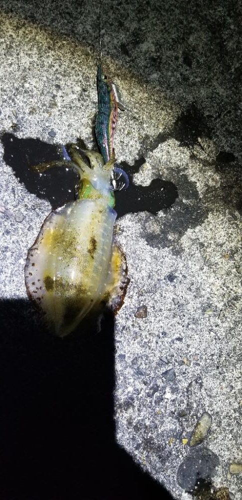 キロ届かずも大物イカGET。数も有り