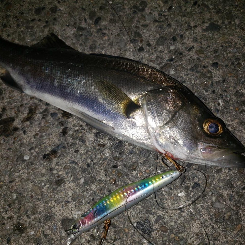 スズキさんおはよう！