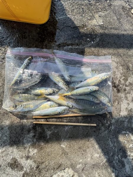 ギリギリアジしか釣れん