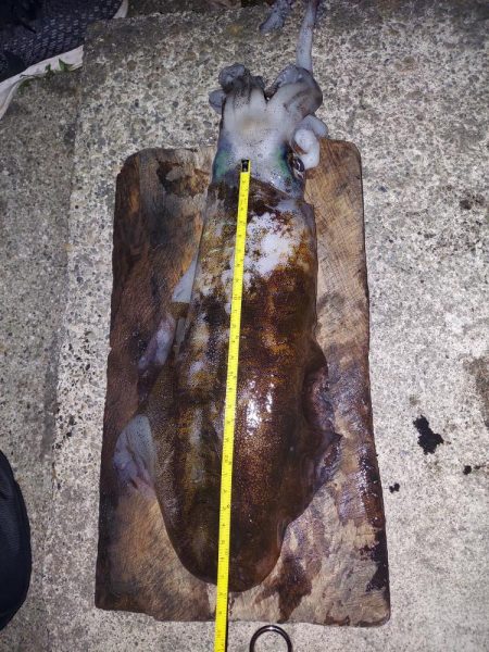 アオリイカ釣り