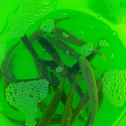 アオリイカ釣り