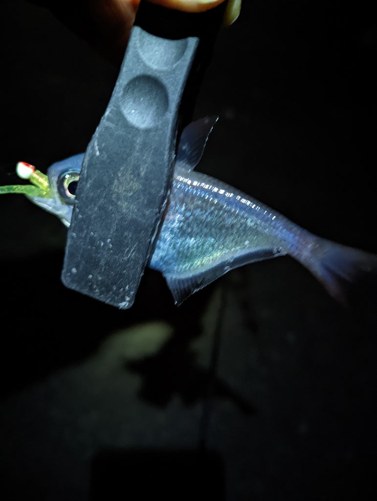 陸っぱり釣行記