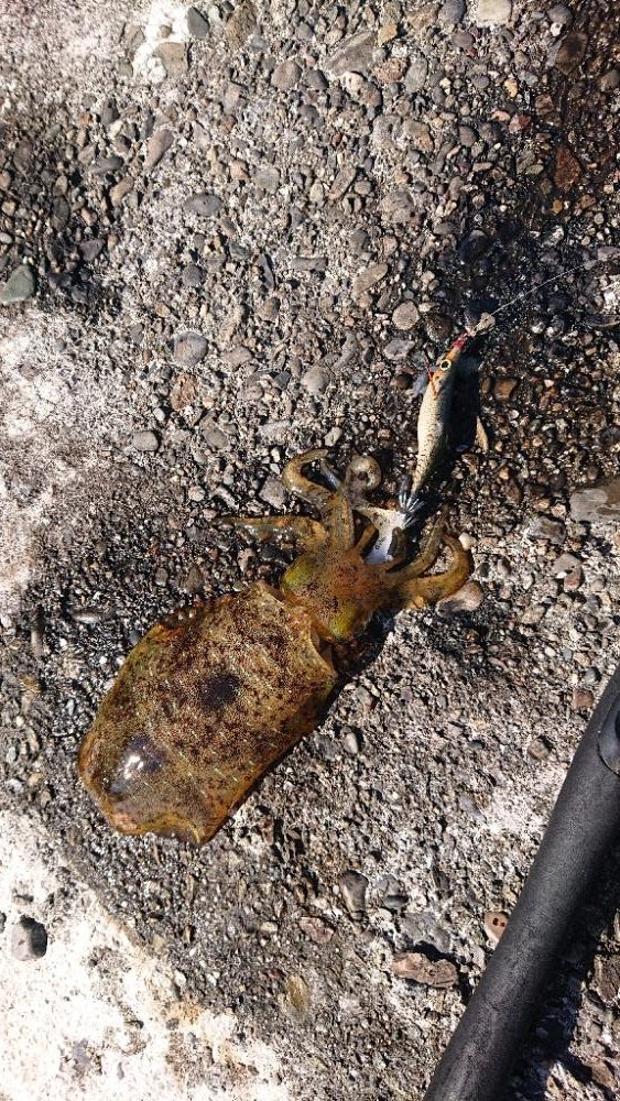 寒くなったけどまだオオモンハタ釣れました