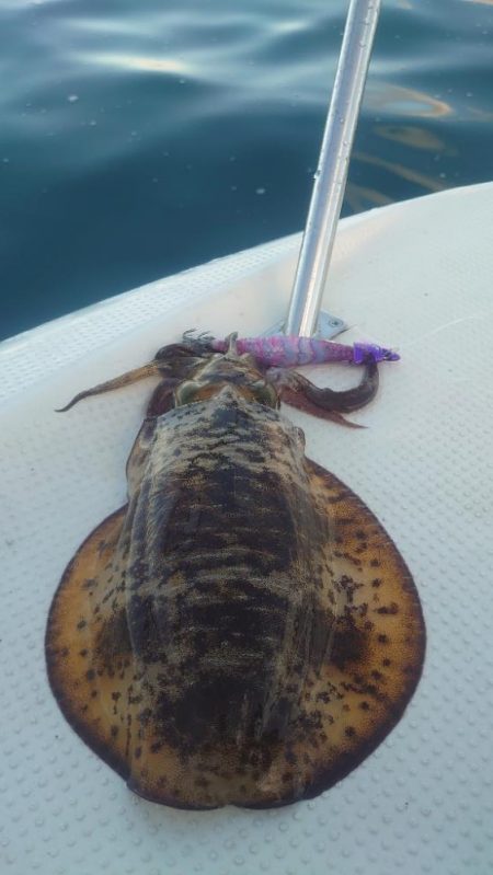 宮津湾ボートエギング