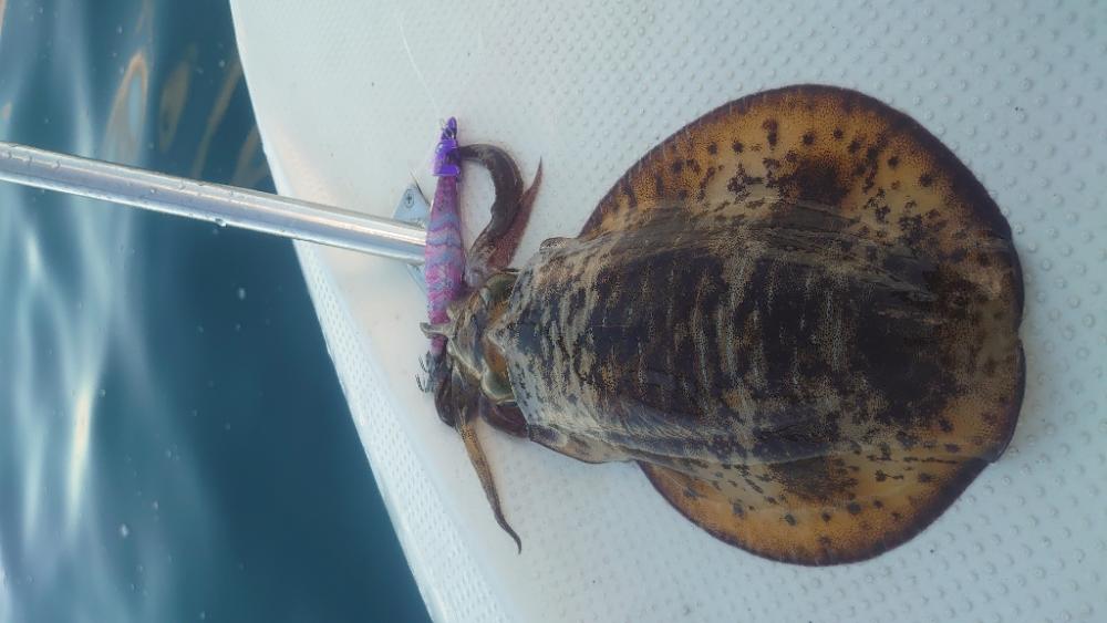 宮津湾ボートエギング