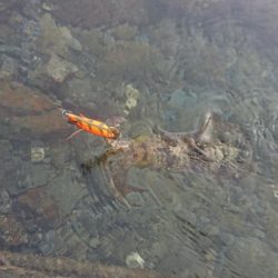 対馬エギング釣果