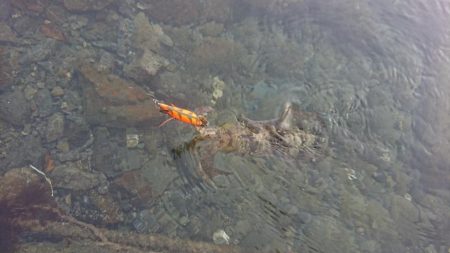 対馬エギング釣果