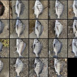 イチノ兄弟(兄)釣果!