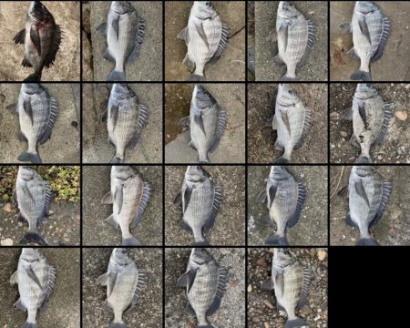 イチノ兄弟(兄)釣果!