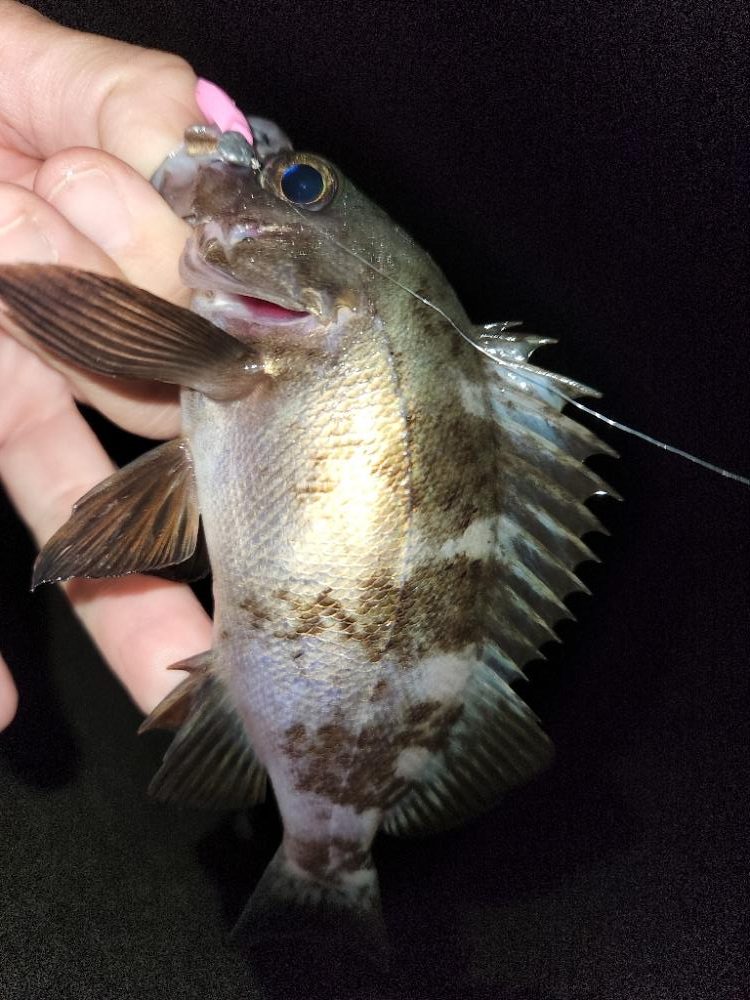 ちょー久しぶりのフロートアジング