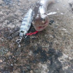 プチsalt water game