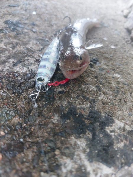 プチsalt water game