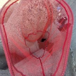 プチsalt water game