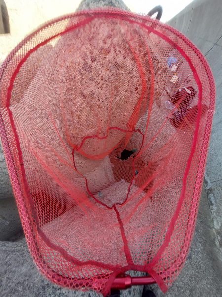 プチsalt water game