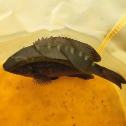 11/3　初のソロ釣り！中アジ大量！ちょっと大きいグレ！