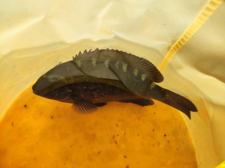 11/3　初のソロ釣り！中アジ大量！ちょっと大きいグレ！