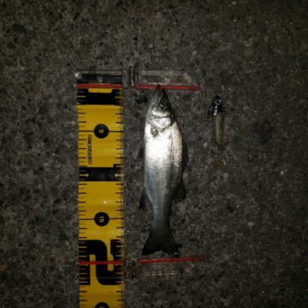 おはようスズキさん!