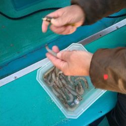 五目狙いの遊動テンヤゲーム