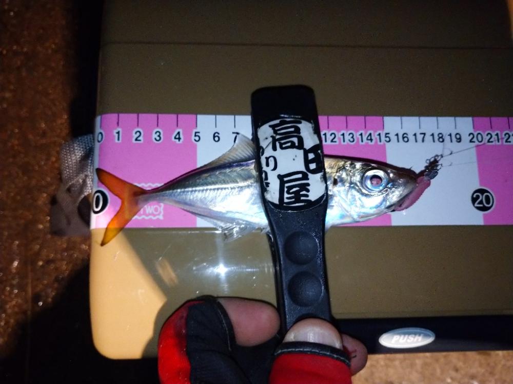 ご近所アジング