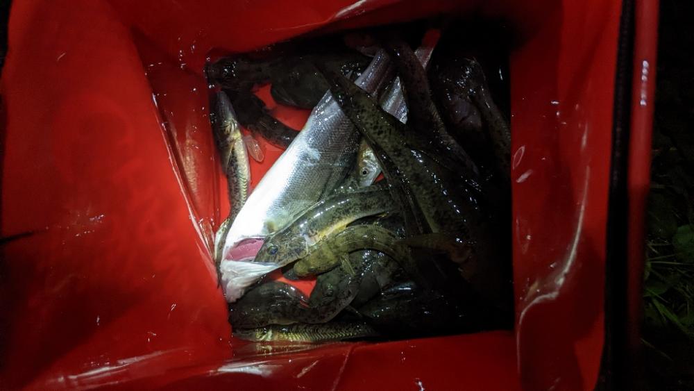 11月26日 旧中川ハゼ最強20cm！